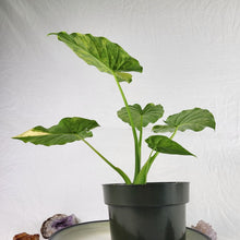 Load image into Gallery viewer, Alocasia Gageana Aurea, Exact Plant Variegated