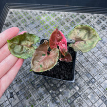 Load image into Gallery viewer, Syngonium Strawberry Ice Variegated 4" pot, Fedex 2day*