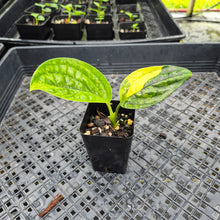 Load image into Gallery viewer, Monstera Peru "Karstenianum", Exact Plant Variegated Ships Nationwide