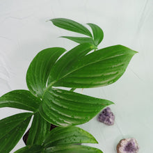 Load image into Gallery viewer, Rhaphidophora Decursiva, Dragon Tail. no shipping: ca,az,tx,la