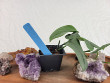 Load image into Gallery viewer, Scindapsus Silver Hero 2.5" pot, Fedex 2day*