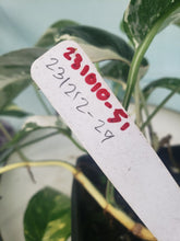 Load image into Gallery viewer, Pinnatum Albo, Exact Plant, variegated Epipremnum