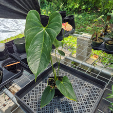 Load image into Gallery viewer, Anthurium Shibori Variegated exact plant, Fedex 2day*
