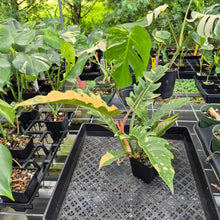 Load image into Gallery viewer, Philodendron Ring Of Fire Variegated exact plant, Fedex 2day*