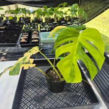 Load image into Gallery viewer, Monstera Borsigiana Aurea, Exact Plant Variegated Ships Nationwide