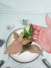 Load image into Gallery viewer, Red Spot Tricolor, Exact Plant, variegated Syngonium
