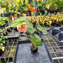 Load image into Gallery viewer, Anthurium Shibori Koi "orange speckled", Exact Plant Ships Nationwide