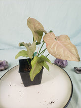 Load image into Gallery viewer, Syngonium Pink Spot Variegated 4" pot, Fedex 2day*