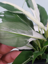 Load image into Gallery viewer, Jessica, Exact Plant, double plant, variegated Spathiphyllum