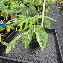 Load image into Gallery viewer, Monstera Adansonii Mint "Indonesia", Exact Plant Variegated Ships Nationwide