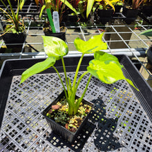 Load image into Gallery viewer, Alocasia Cucullata Banana Split Variegated exact plant, Fedex 2day*