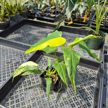 Load image into Gallery viewer, Philodendron Domesticum Variegated exact plant, Fedex 2day*