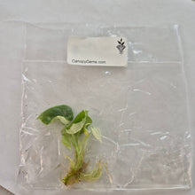 Load image into Gallery viewer, Alocasia Dragon Scale Albo Galaxy variegated tissue culture 2DayAir