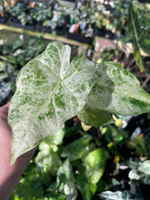 Load image into Gallery viewer, Alocasia Macrorrhiza Camouflage variegated 2.5" pot, Fedex 2day*