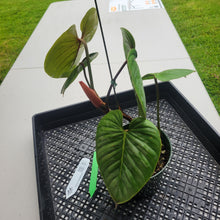 Load image into Gallery viewer, Philodendron Sodiroi True Form, Exact Plant Ships Nationwide