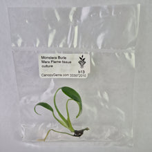 Load image into Gallery viewer, Monstera Burle Marx Flame tissue culture 2DayAir
