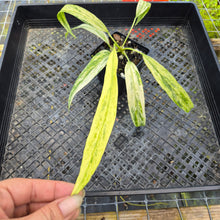 Load image into Gallery viewer, Anthurium Vittarifolium , Exact Plant Variegated Ships Nationwide