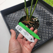 Load image into Gallery viewer, Anthurium Spectabile Wide Form, Exact Plant Ships Nationwide