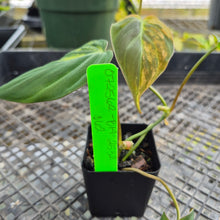 Load image into Gallery viewer, Philodendron Hederaceum Micans Aurea, Exact Plant Variegated Ships Nationwide