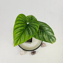 Load image into Gallery viewer, Philodendron Mamei, Exact Plant Ships Nationwide