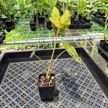 Load image into Gallery viewer, Alocasia Sanderiana Bull Aurea Variegated exact plant, Fedex 2day*