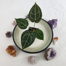 Load image into Gallery viewer, Anthurium Michelle x Zara x Hybrid, Exact Plant Ships Nationwide