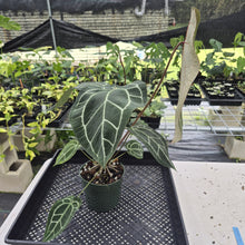 Load image into Gallery viewer, Anthurium Red Crystallinum Doc Block exact plant, Fedex 2day