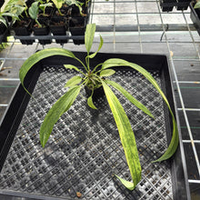 Load image into Gallery viewer, Anthurium Vittarifolium Variegated exact plant, Fedex 2day*