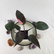 Load image into Gallery viewer, Philodendron Pink Princess, Exact Plant Variegated Ships Nationwide