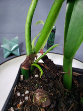 Load image into Gallery viewer, Philodendron Crassinervium 4" pot, Fedex 2day*