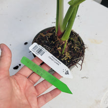 Load image into Gallery viewer, Philodendron Campii Lynette, Exact Plant Ships Nationwide