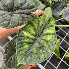 Load image into Gallery viewer, Alocasia Dragon Scale Mint, lower variegation 4" pot, Fedex 2day*