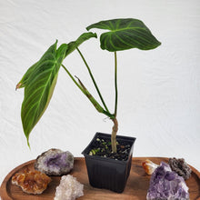 Load image into Gallery viewer, Philodendron Splendid, Exact Plant Ships Nationwide