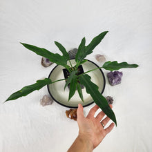 Load image into Gallery viewer, Philodendron Orchid Jungle 4" pot, Fedex 2day*