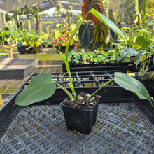 Load image into Gallery viewer, Philodendron Microstictum, Exact Plant Ships Nationwide