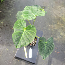 Load image into Gallery viewer, Philodendron Verrucosum Pseudoverrucosum Croat exact plant, Fedex 2day*