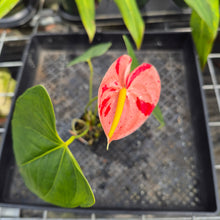 Load image into Gallery viewer, Anthurium Shibori, Exact Plant Variegated Ships Nationwide