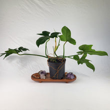 Load image into Gallery viewer, Philodendron Green Golden Dragon 4" pot, Fedex 2day*