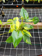 Load image into Gallery viewer, Philodendron Burle Marx Variegated 4" pot, Fedex 2day*