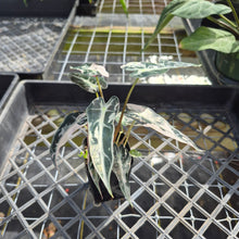 Load image into Gallery viewer, Alocasia 'Bambino Arrow' pink, Exact Plant Ships Nationwide