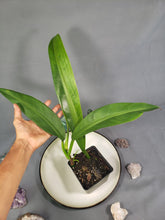 Load image into Gallery viewer, Philodendron Crassinervium 4" pot, Fedex 2day*