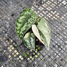 Load image into Gallery viewer, Scindapsus Mayari Variegated 2.5" pot, Fedex 2day*
