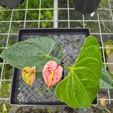 Load image into Gallery viewer, Anthurium Shibori, Exact Plant Variegated