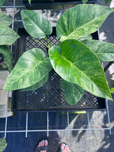 Load image into Gallery viewer, Philodendron Giganteum, Exact Plant Variegated Ships Nationwide