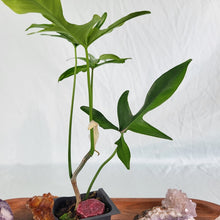 Load image into Gallery viewer, Philodendron Quercifolium x Pedatum 2.5" Pot, Fedex 2 day*