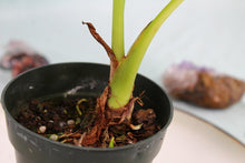 Load image into Gallery viewer, Alocasia Green Shield Exact Plant