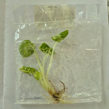 Load image into Gallery viewer, Alocasia Ninja Albo variegated tissue culture 2DayAir