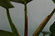 Load image into Gallery viewer, Philodendron Sagittifolium Tuxtlanum Rubra Exact Plant