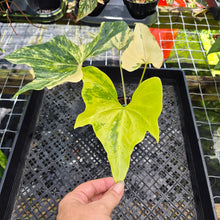 Load image into Gallery viewer, Anthurium Pterodactyl Variegated, Exact Plant Ships Nationwide