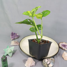Load image into Gallery viewer, Monstera Adansonii Aurea Variegated 4" pot, Fedex 2 day*